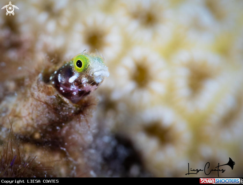 A Secretary Blenny