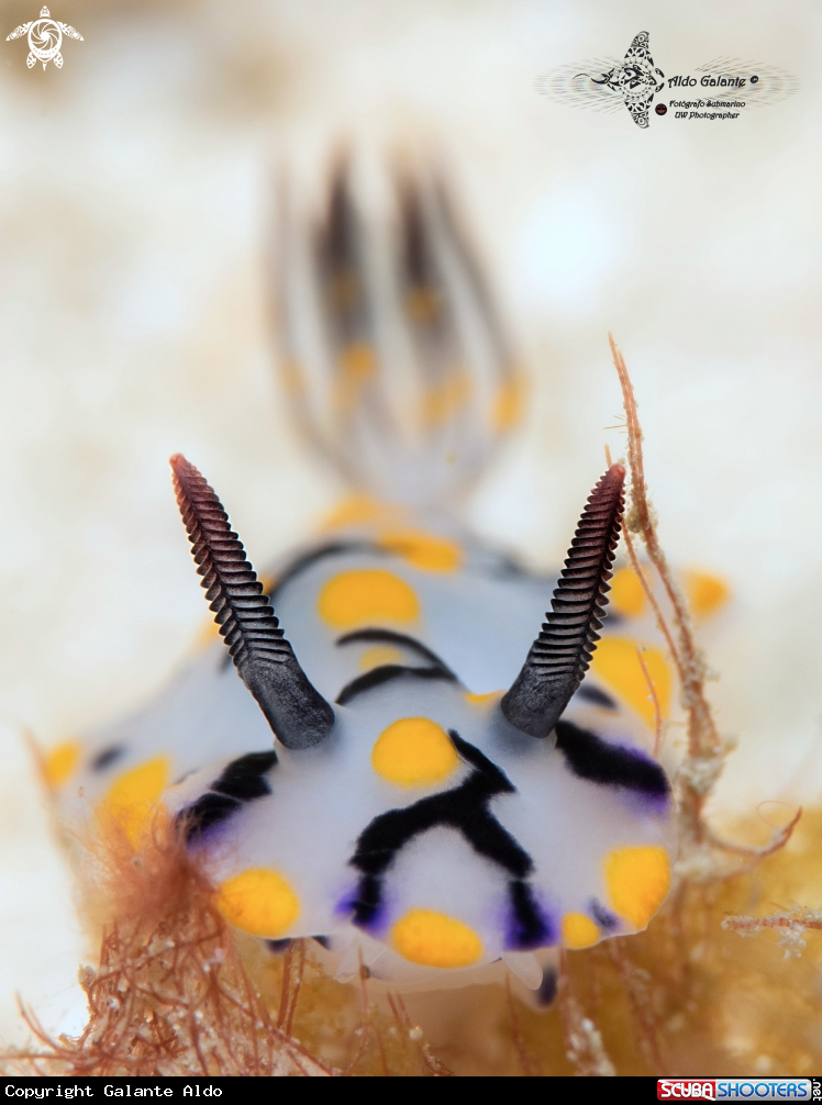 A Hypselodoris Nudibranch