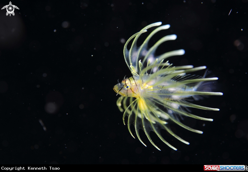 A Lion Fish