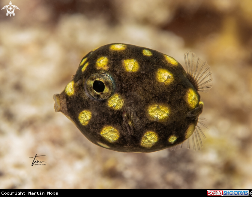 A Smooth Trunkfish