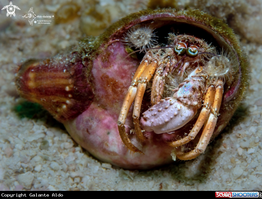 A Hermit Crab