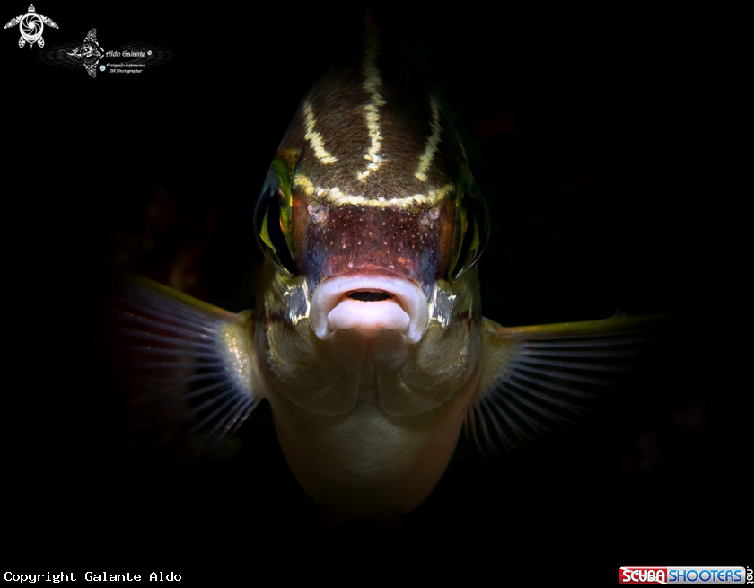 A Fish