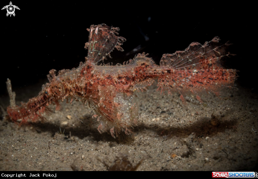 A Roughsnout Ghost pipefish