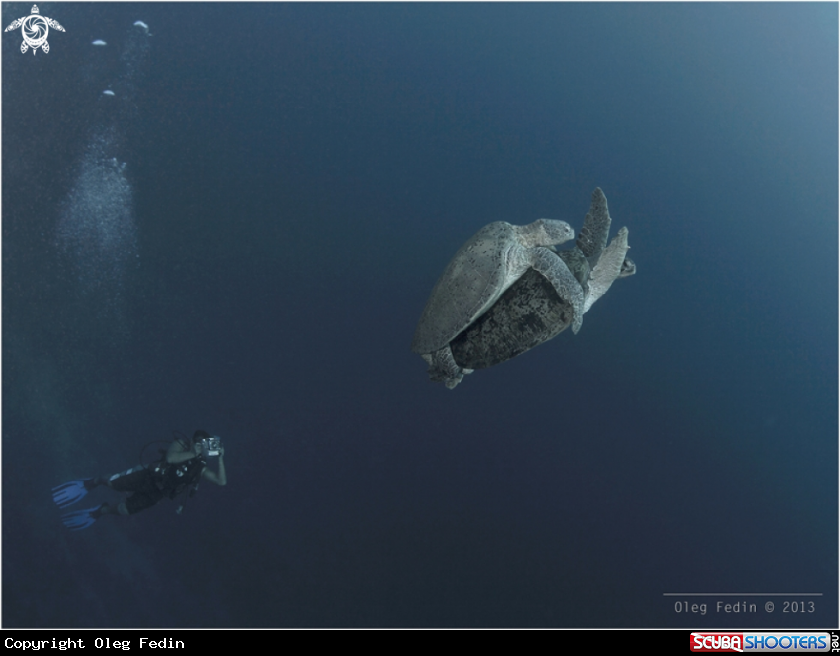 A underwater creature