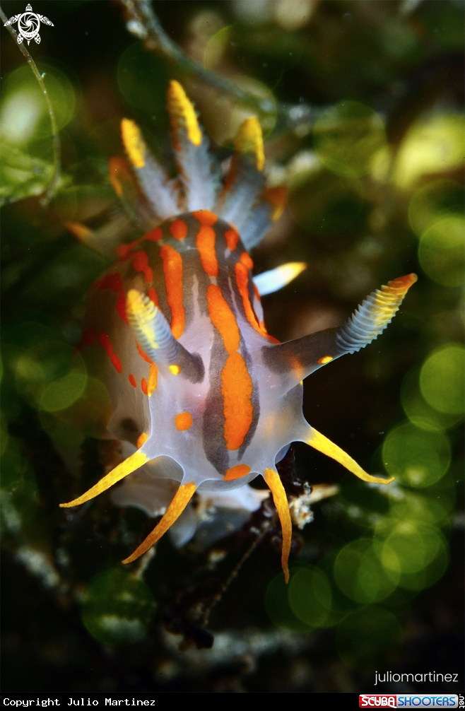 A Polycera