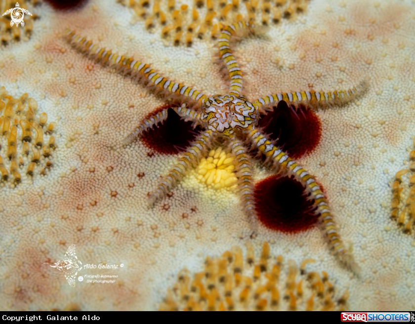 A Sea Star