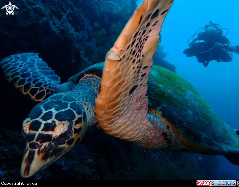 A turtle