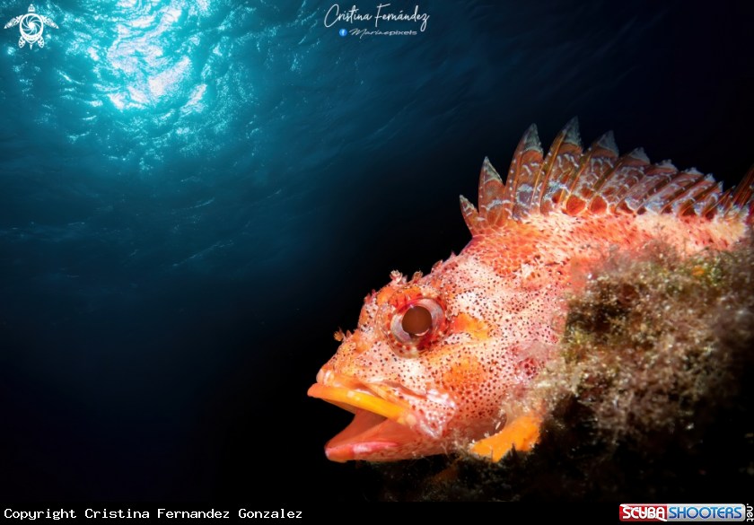 A Rockfish