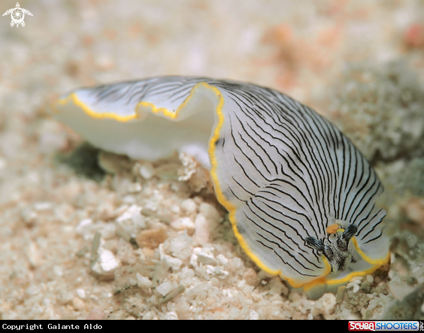 A Dermatobranchus Nudibranch