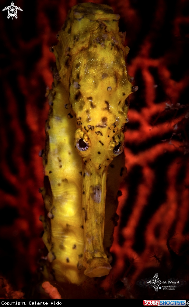 A Tiger Tail Seahorse