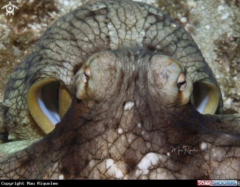 A Common Octopus