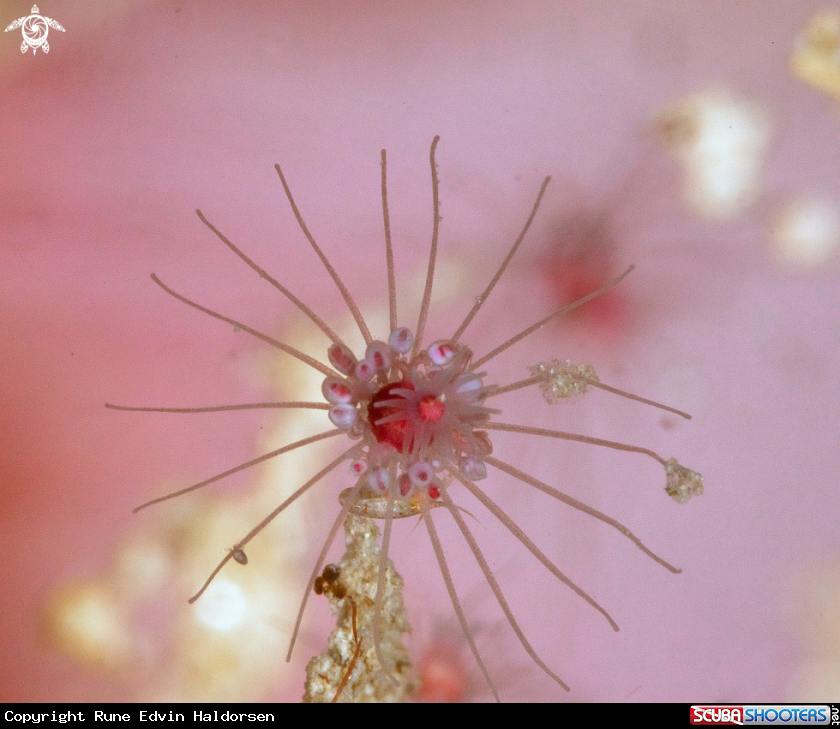 A Tubularia indivisa