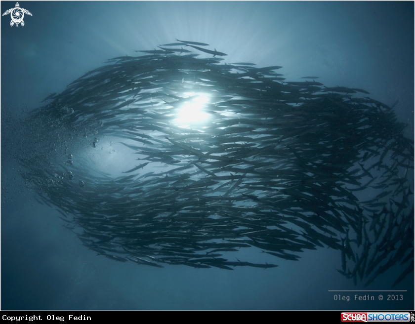 A School of Barracudas