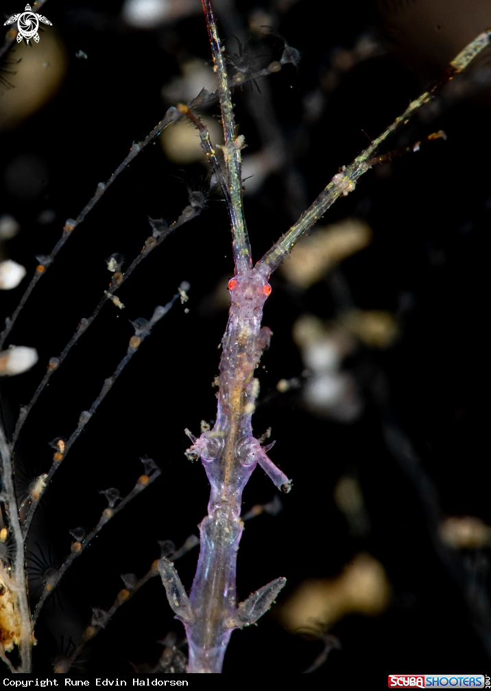 A Skeleton shrimp