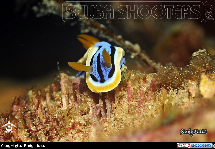 A Chromodoris annae