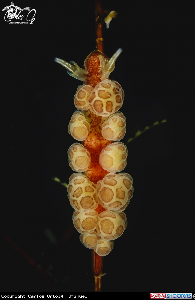 A Nudibranch