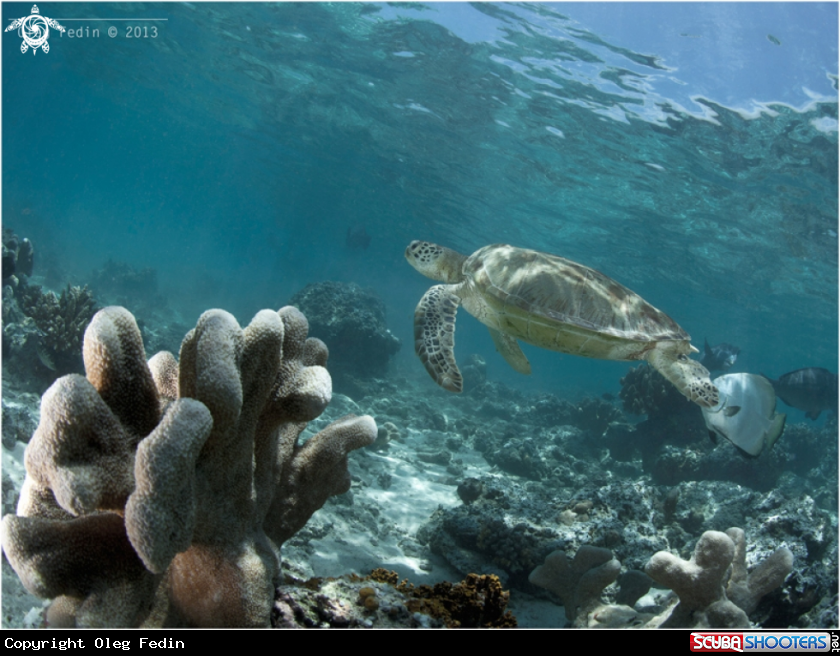 A Green turtle