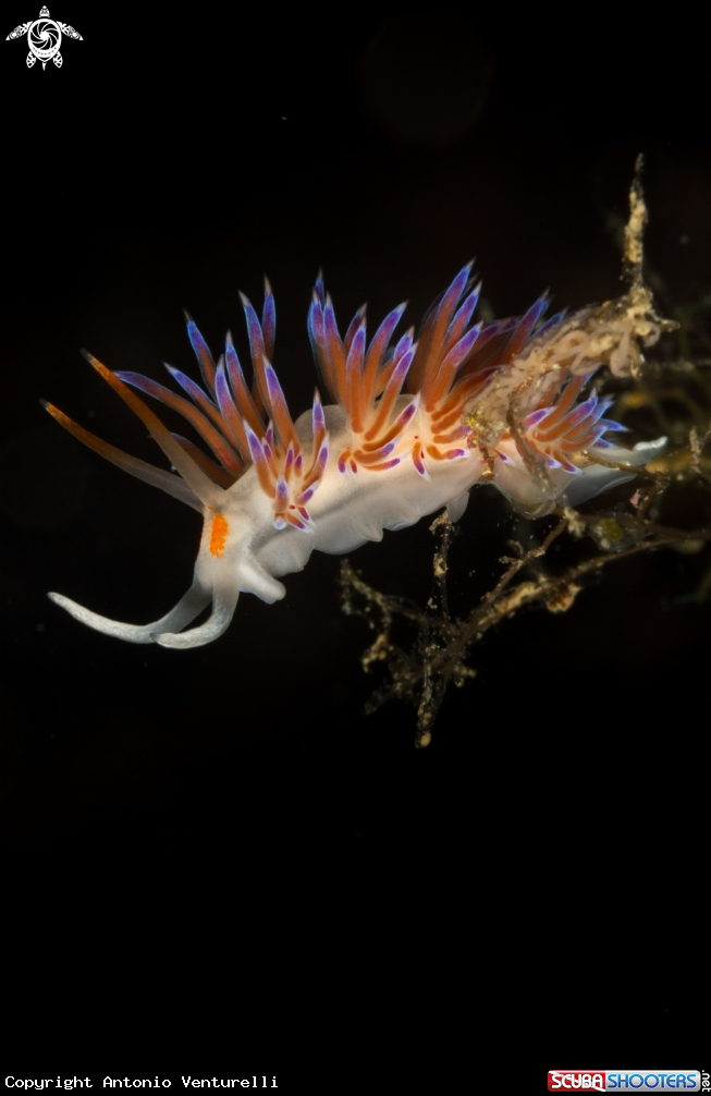 A Cratena peregrina nudibranch