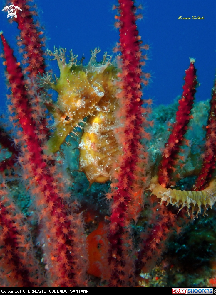 A Hippocampus hippocampus