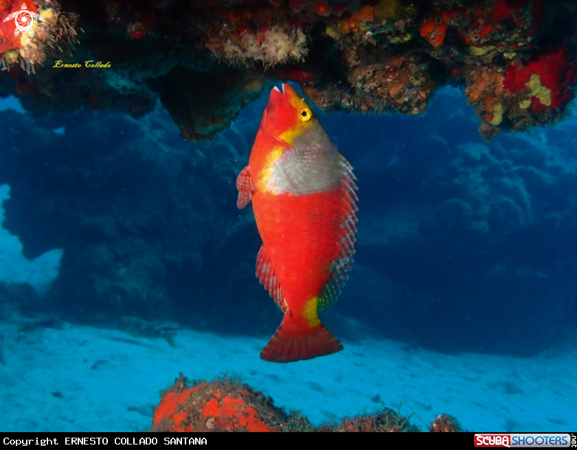 A Sparisoma cretense