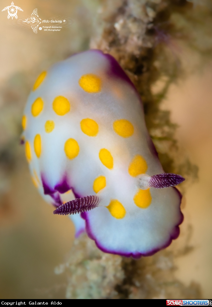 A Hypselodoris Nudibranch