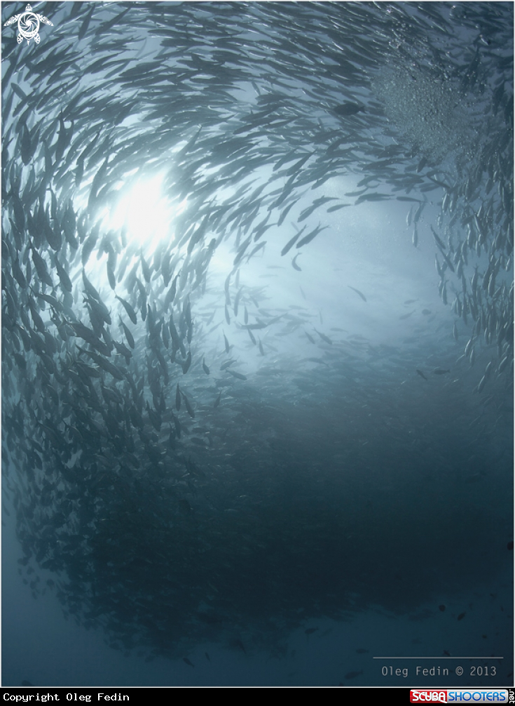 A School of Barracudas