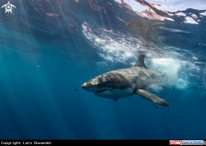A Great White shark