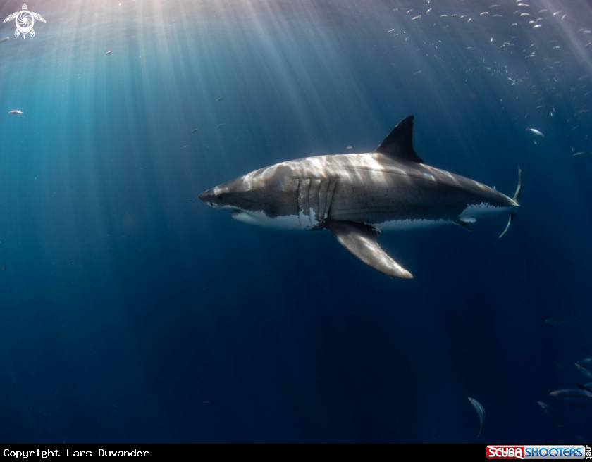 A Great White shark