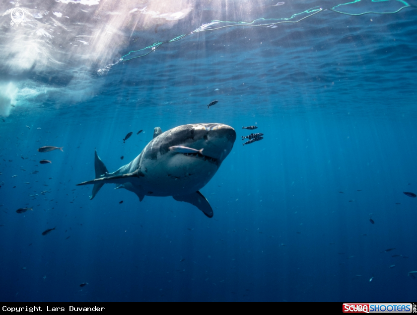 A Great White shark