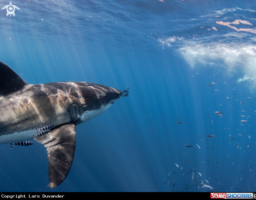 A Great White shark