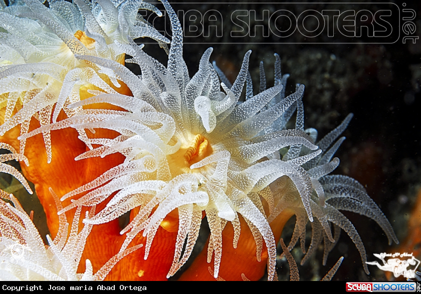 A  Coral naranja Orange coral