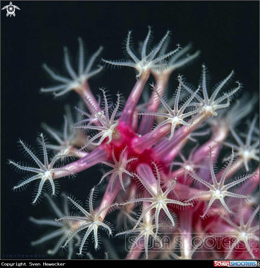 A Softcoral