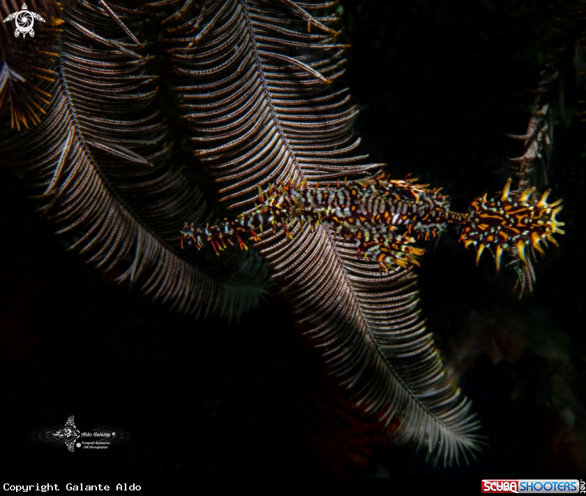 A Ghost Pipe Fish