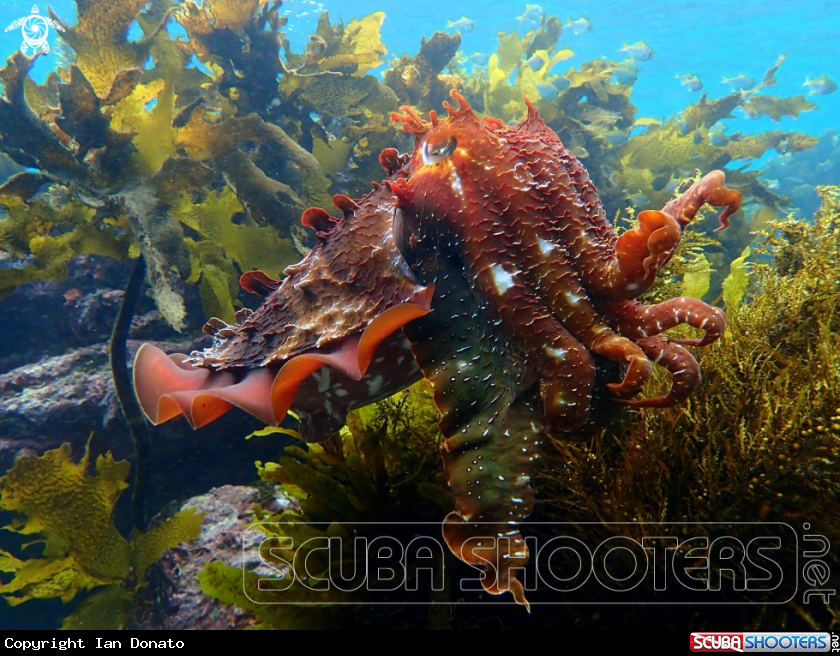 A Australian giant cuttlefish