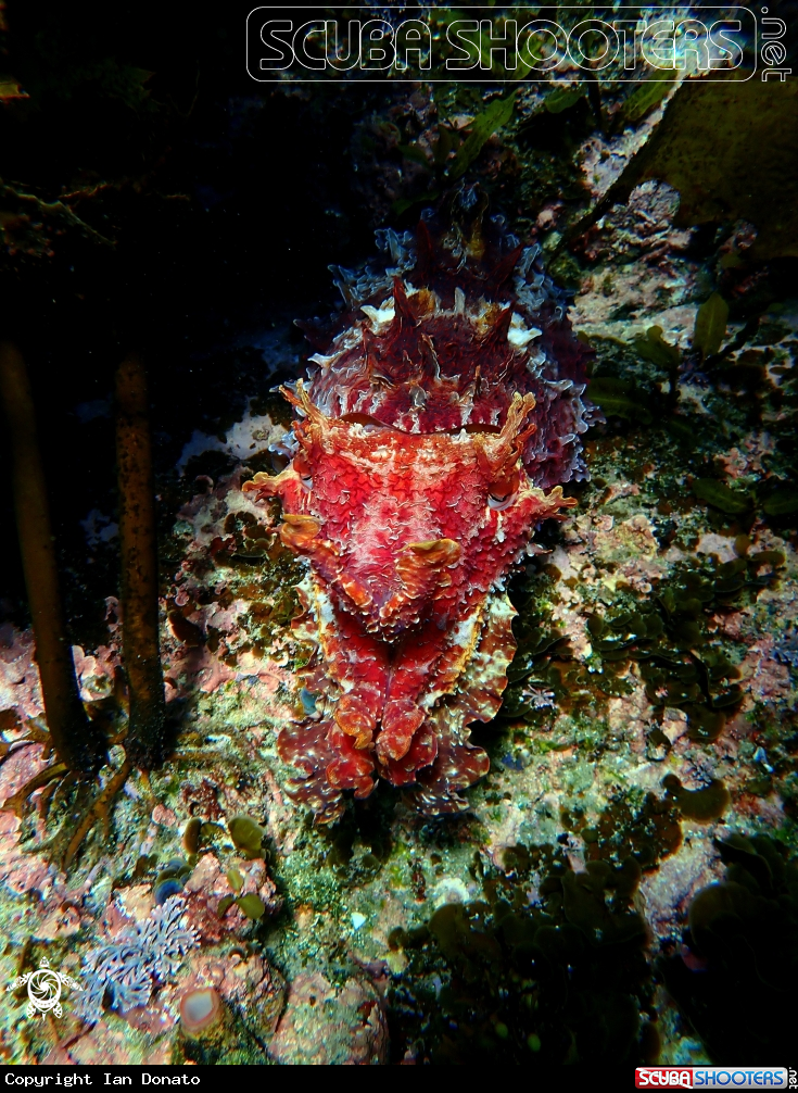 A Australian giant cuttlefish