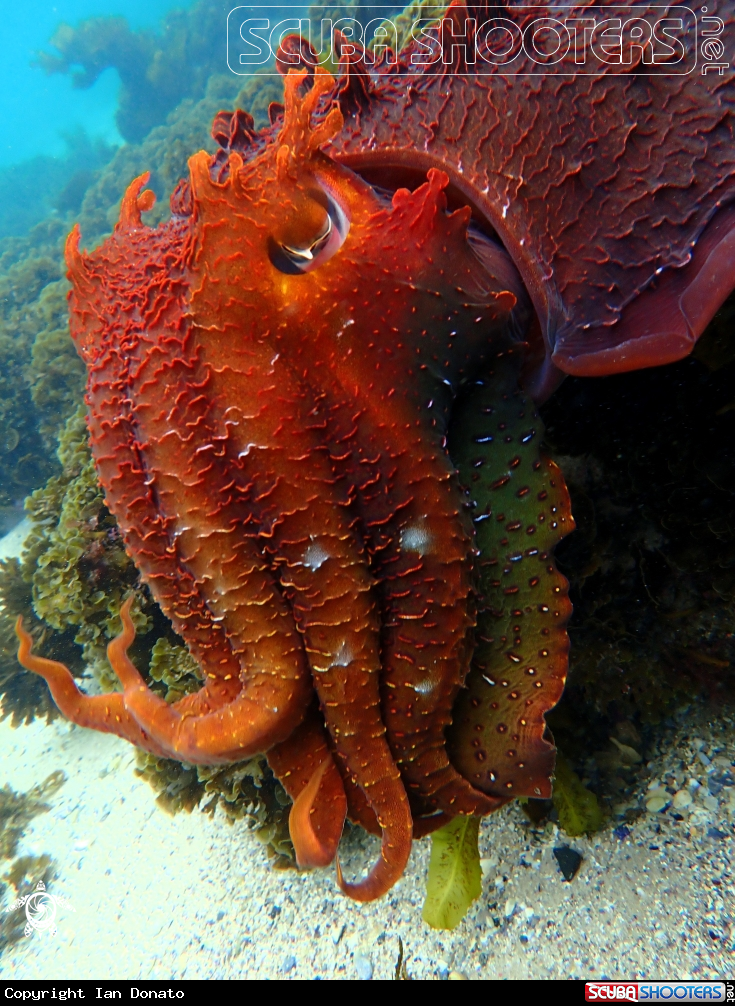A Australian giant cuttlefish
