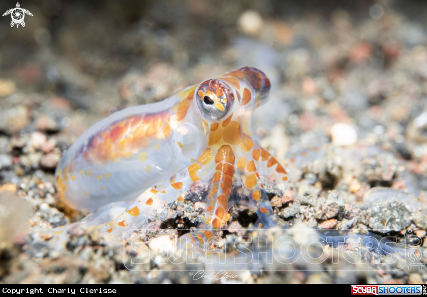 A Mimic Octopus
