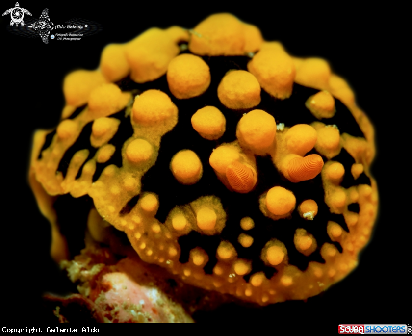 A Phyllidia Nudibranch