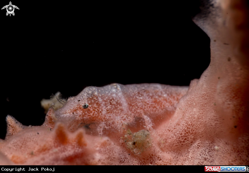 A Cryptic shrimp