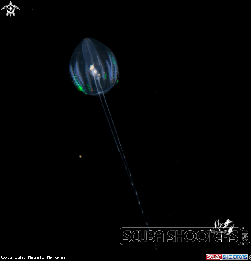 A Sea gooseberry 