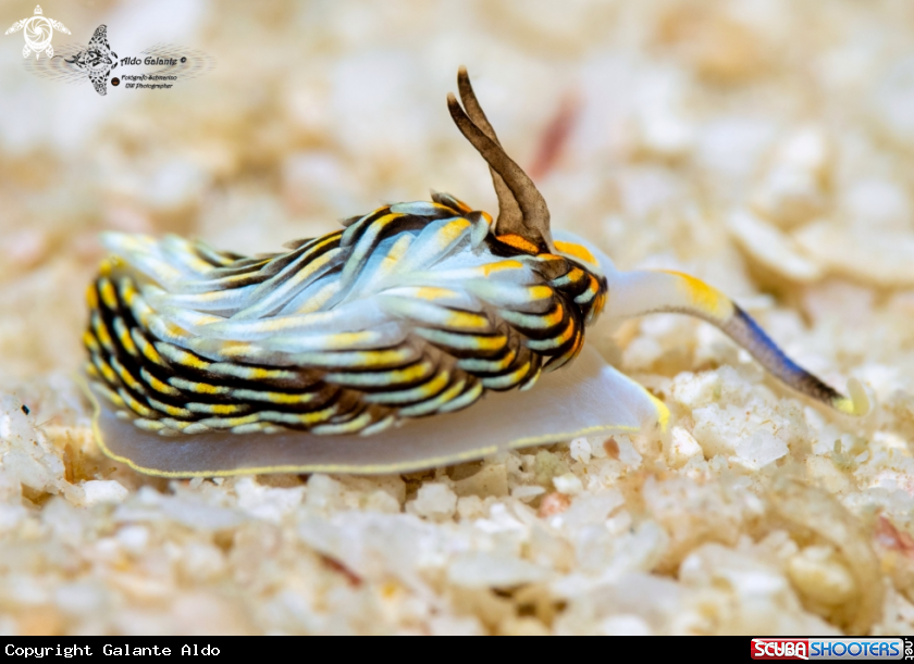 A Sea Slug
