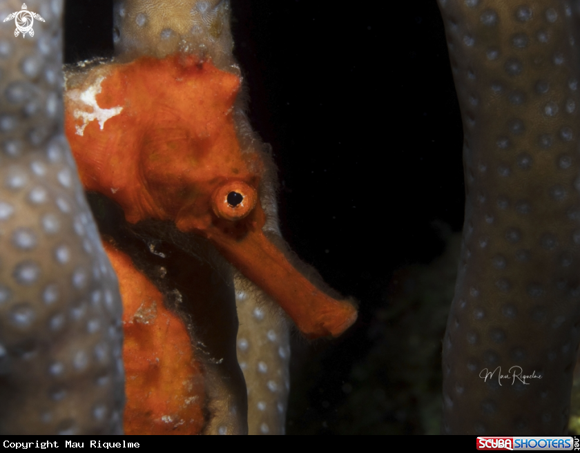 A Longsnout Seahorse