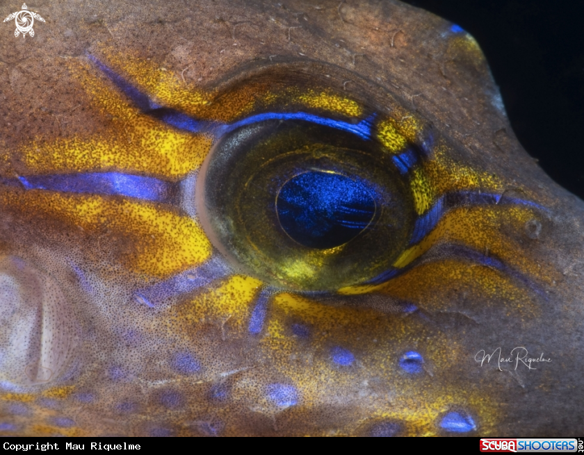 A Sharpnose Puffer