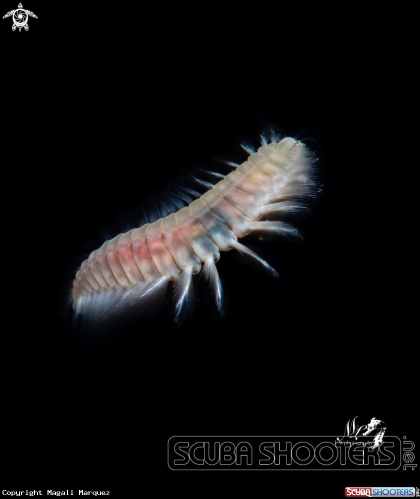 A Fireworm 