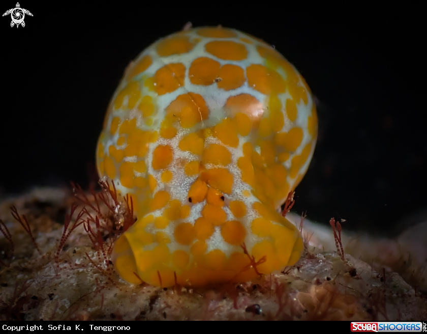 A Haminoea sp.