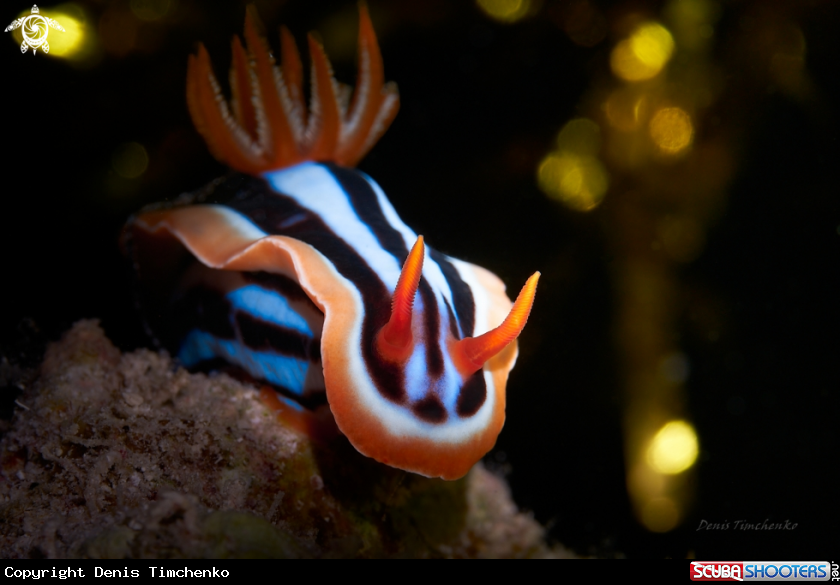 A NUDIBRANCH