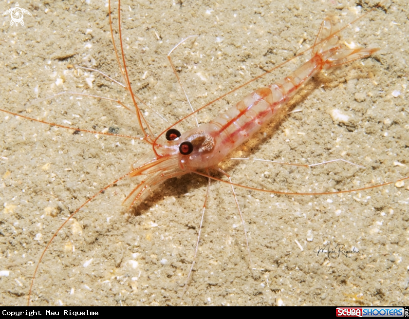 A Antiguan Cave Shrimp