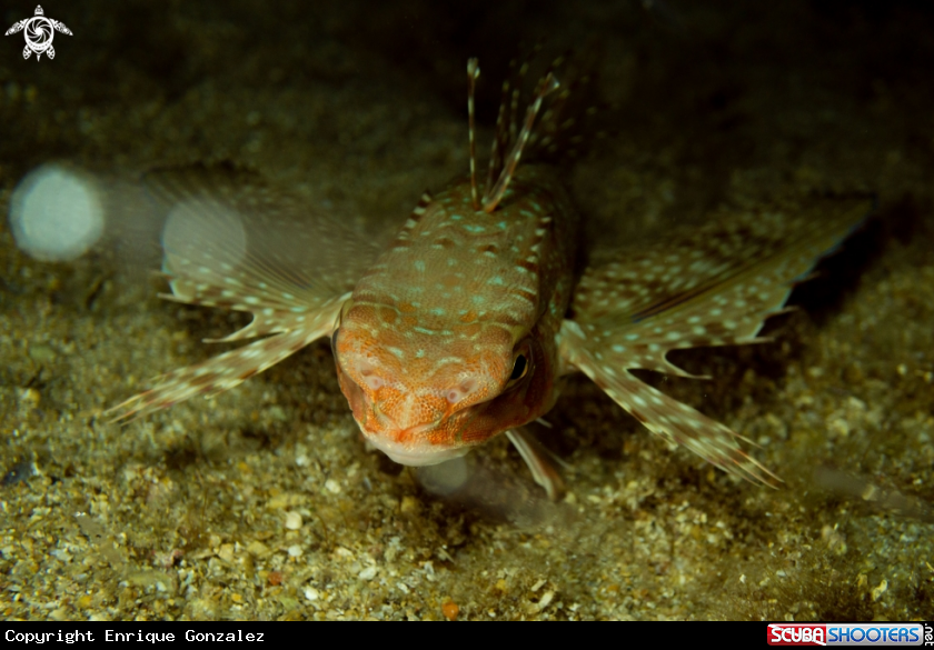 A flying gurnard