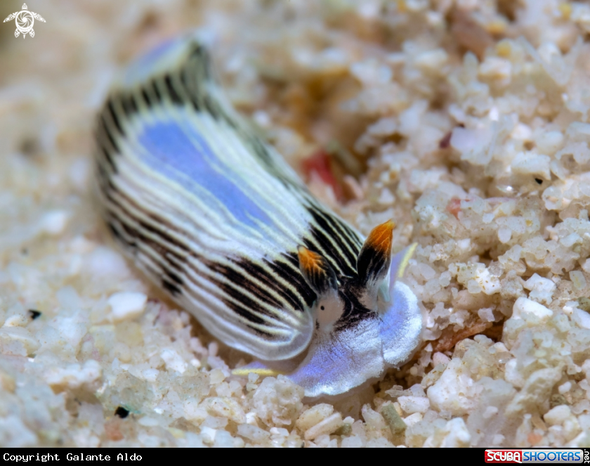 A Sea Slug