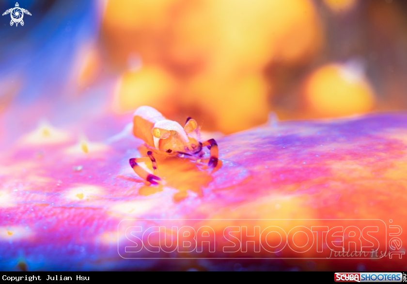 A Emperor shrimp